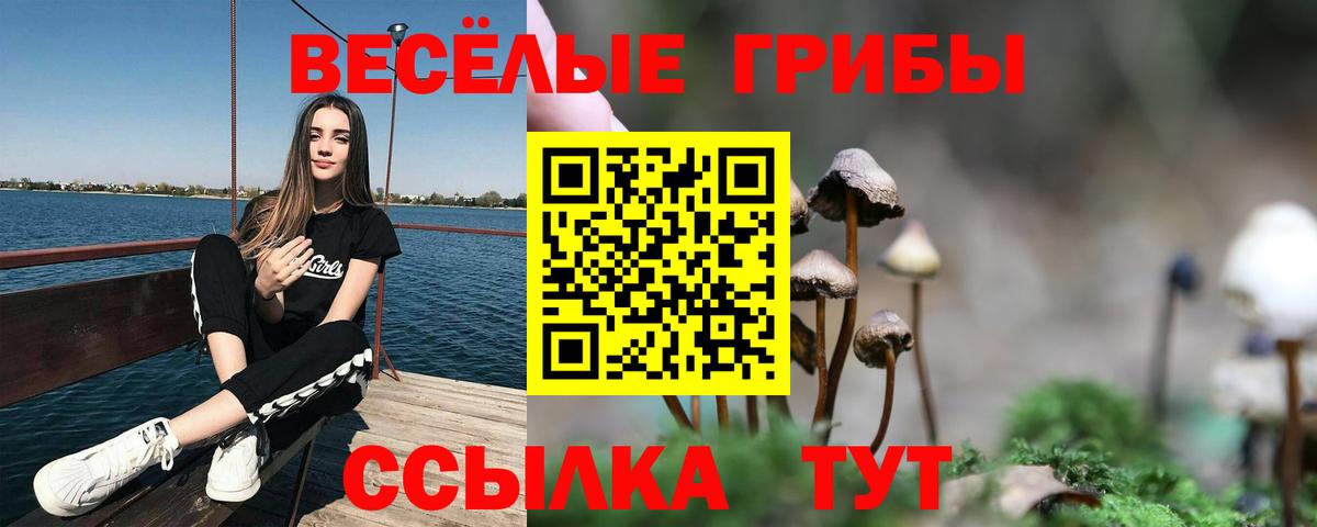 Галлюциногенные грибы Psilocybine cubensis Сокол